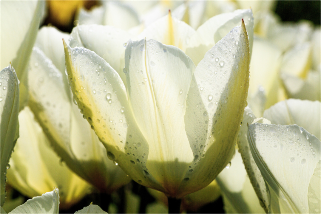 Main image Morgentau auf Tulpen-Blütenblättern