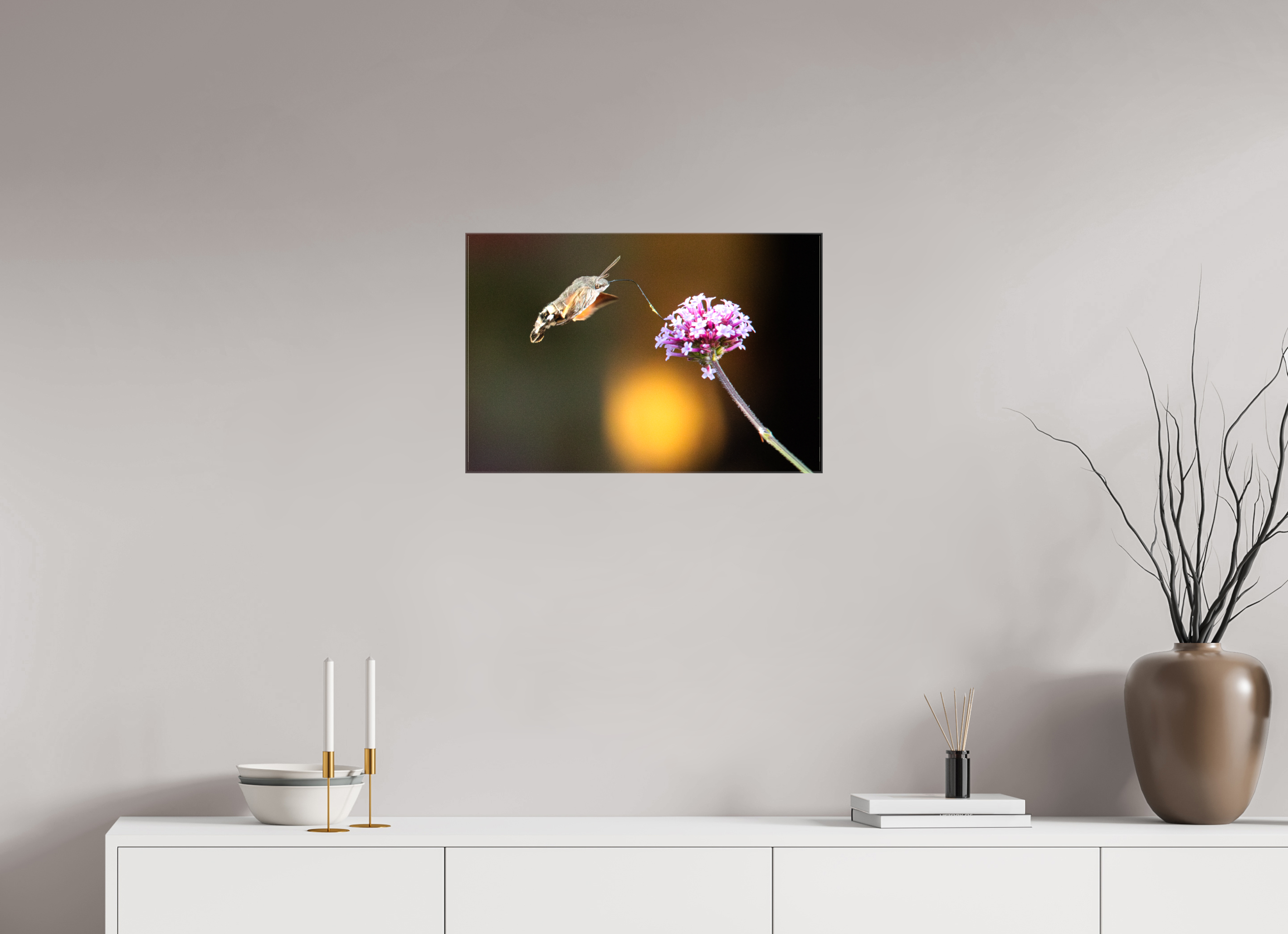 60 x 40 cm, Foto Leinwand glänzend Taubenschwänzchen