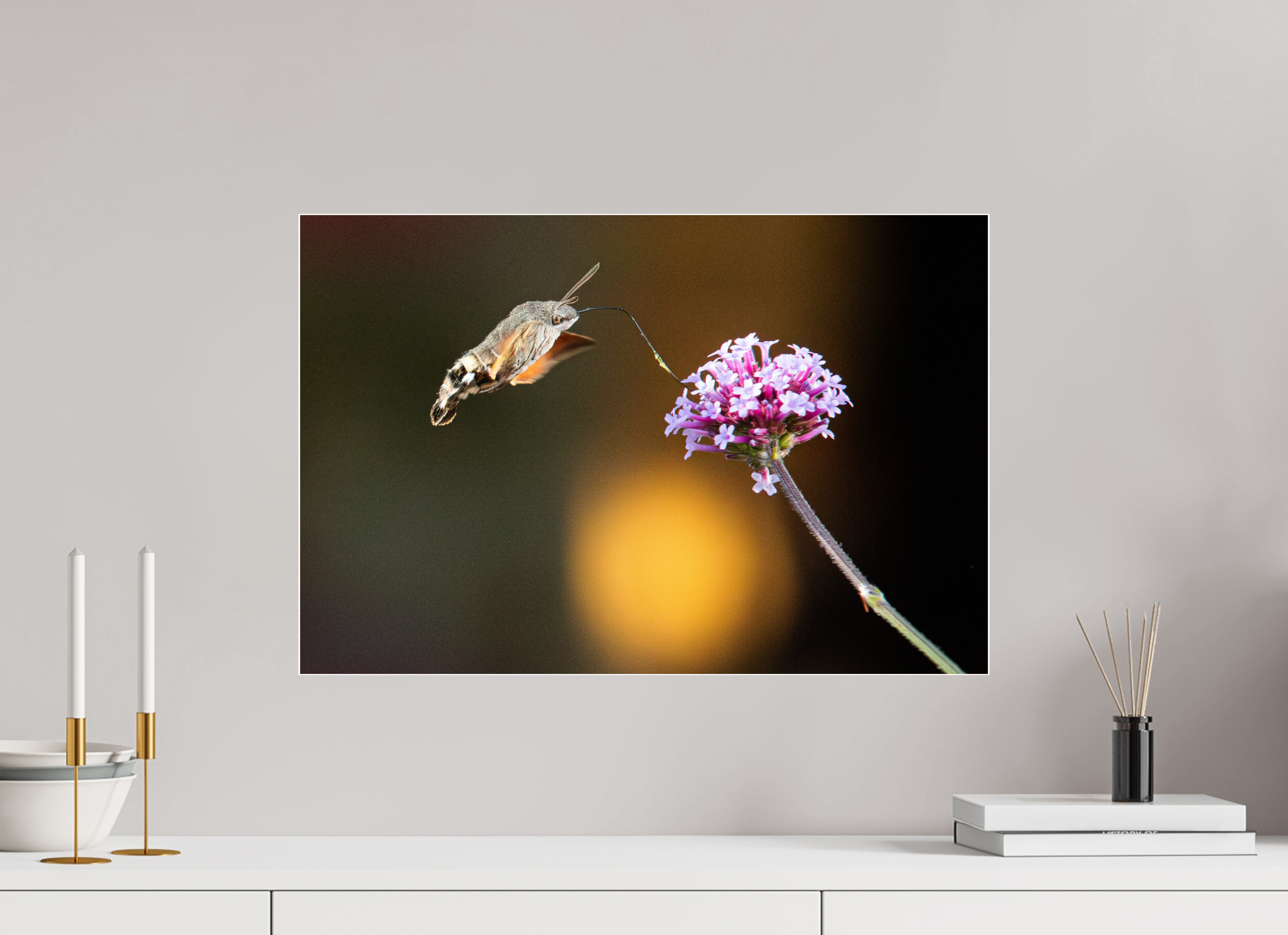 60 x 40 cm, Acrylglas 4 mm glänzend Taubenschwänzchen