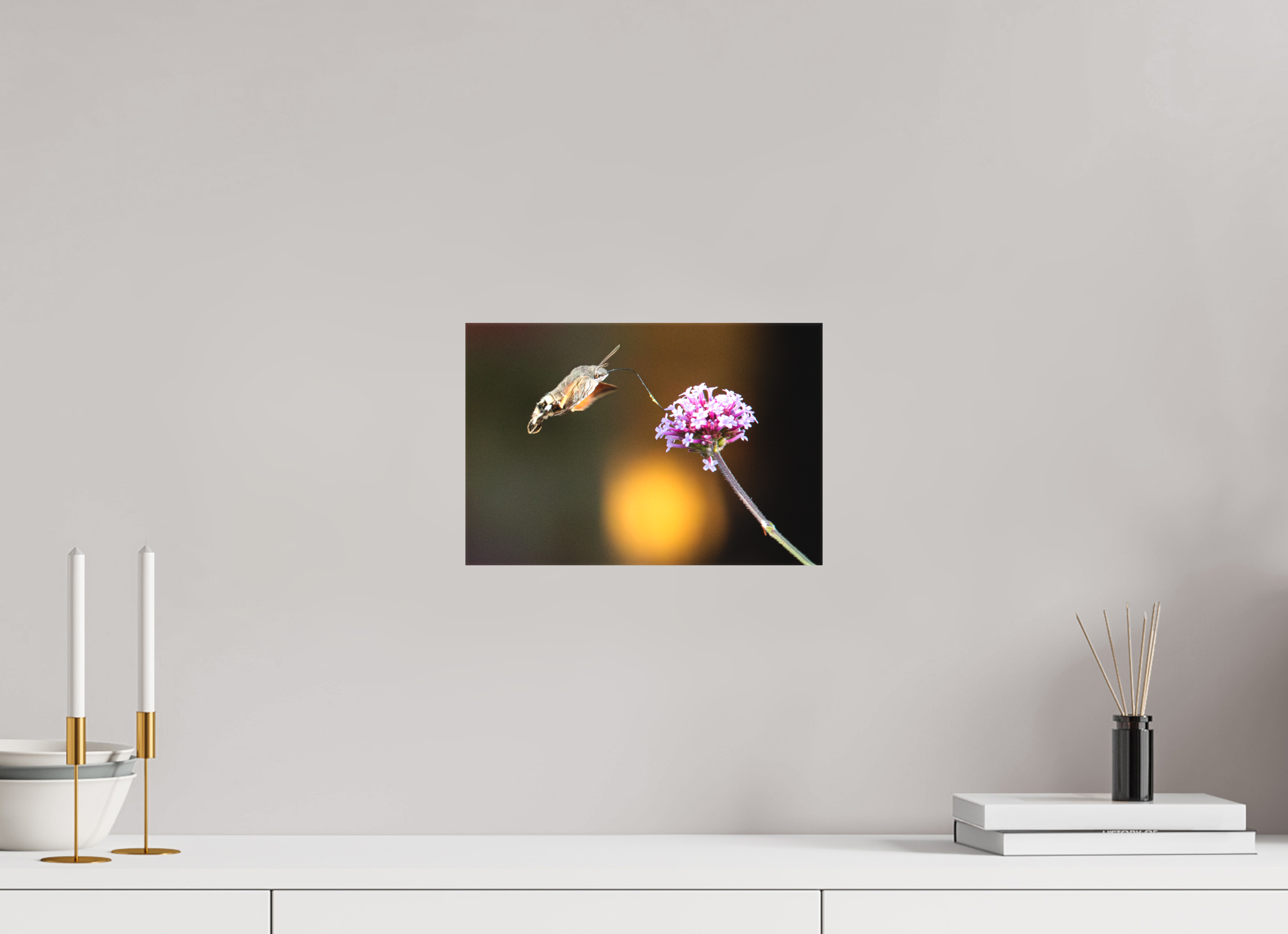 30 x 20 cm, Foto-Leinwand matt Taubenschwänzchen