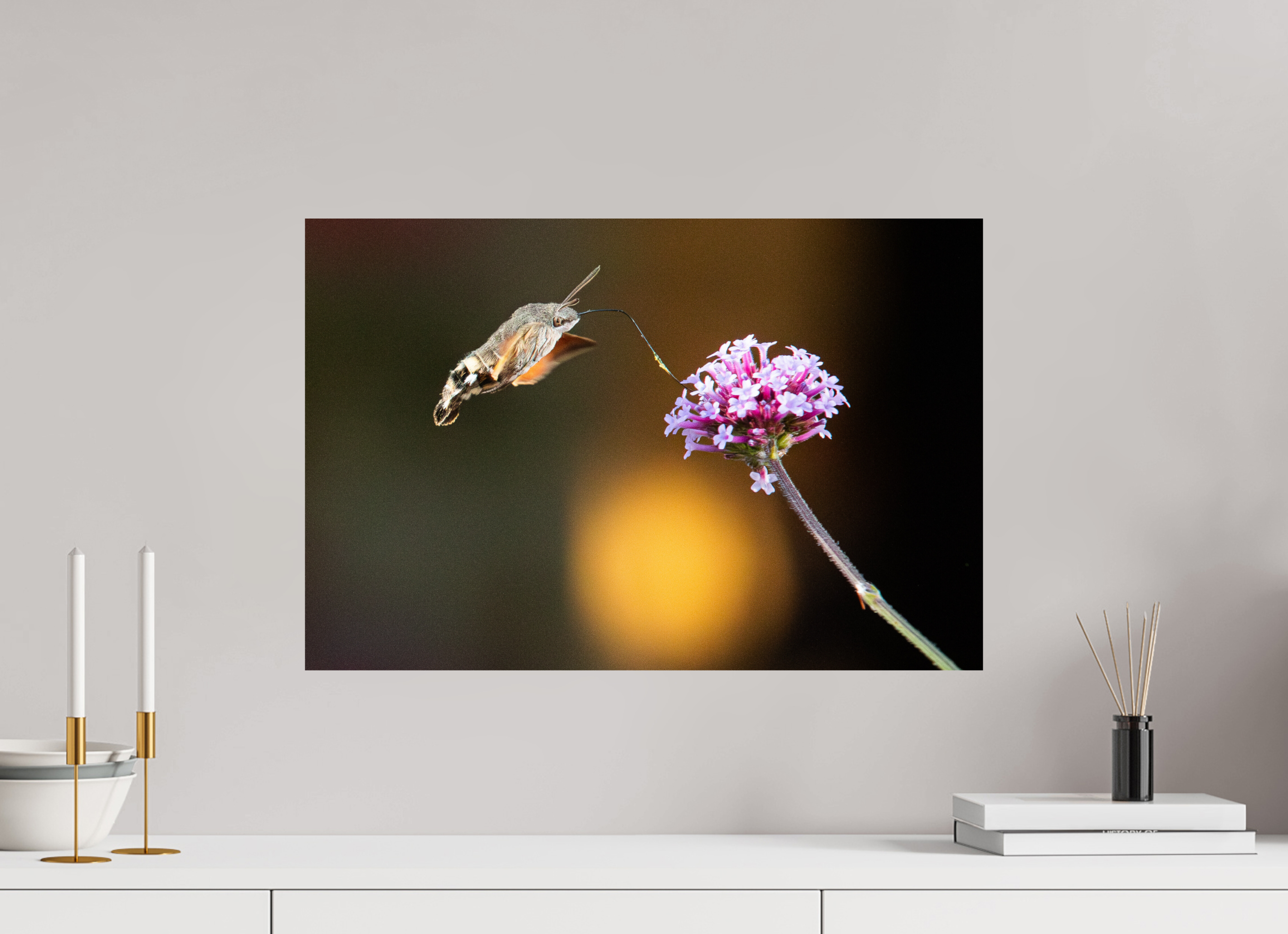 60 x 40 cm, Photo Print On Fuji Crystal DP II Taubenschwänzchen