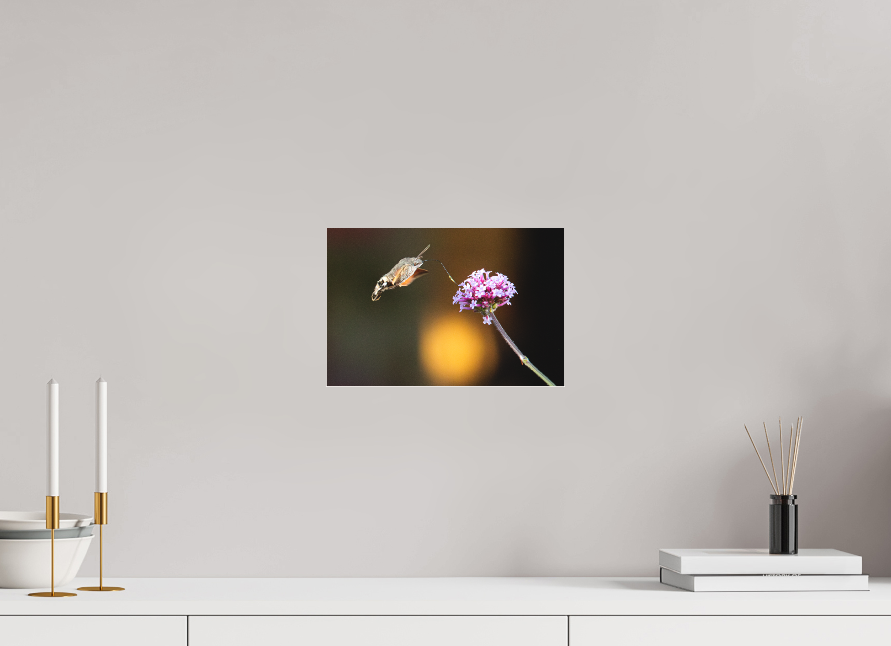 30 x 20 cm, Foto-Abzug hinter Acrylglas 3 mm matt Taubenschwänzchen