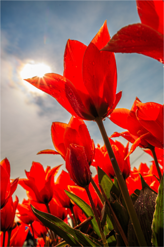 Main image Leuchtende Kelche: Offene Tulpen im Sonnenlicht
