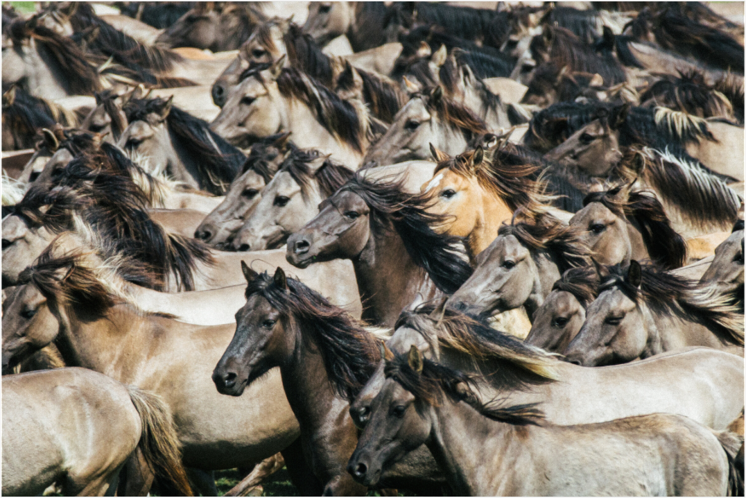 Main image Wildpferde