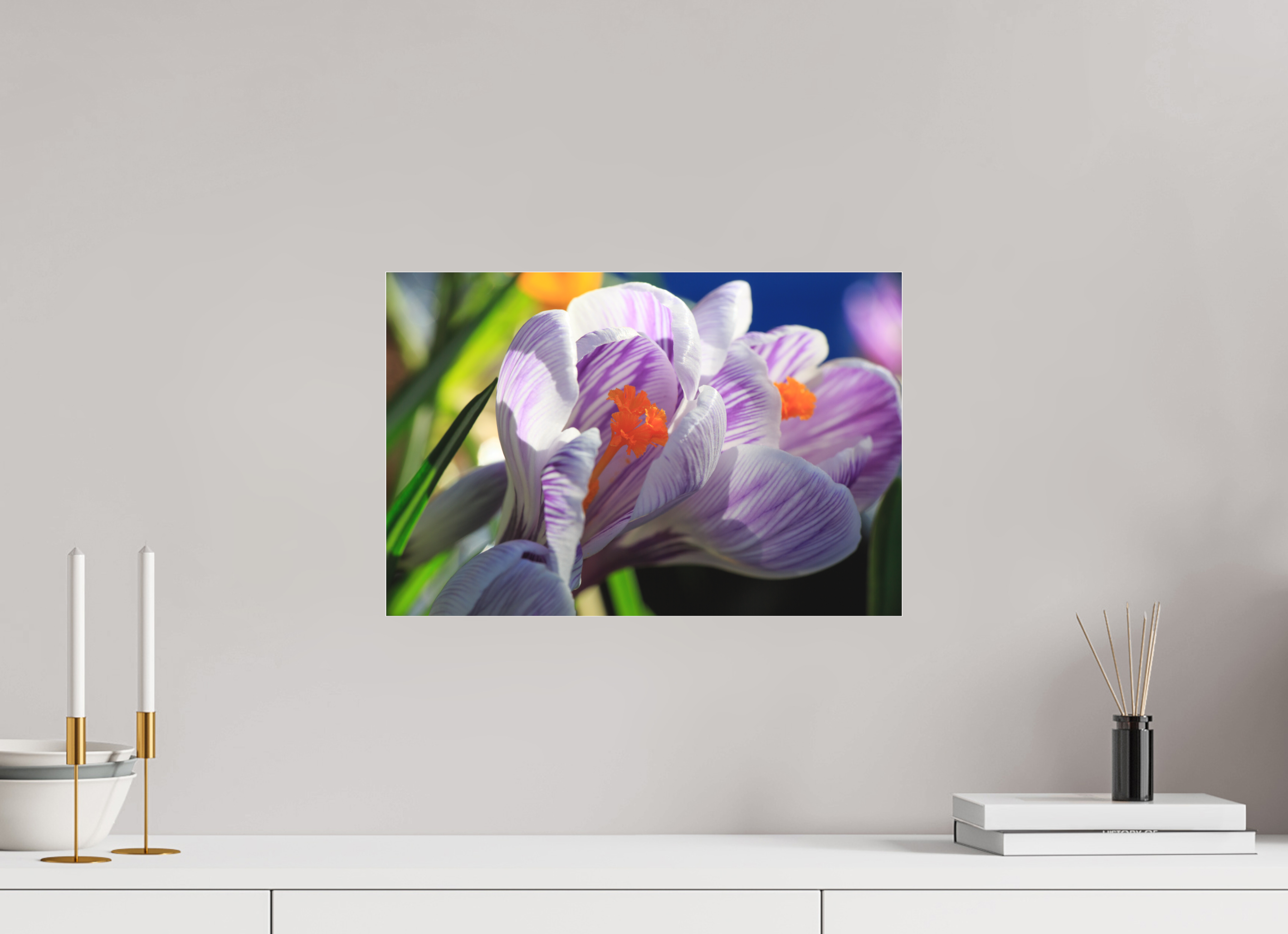 45 x 30 cm, Foto-Abzug hinter Acrylglas 3 mm matt Im Sonnenkuss: Krokusblüte im leuchtenden Lichtspiel