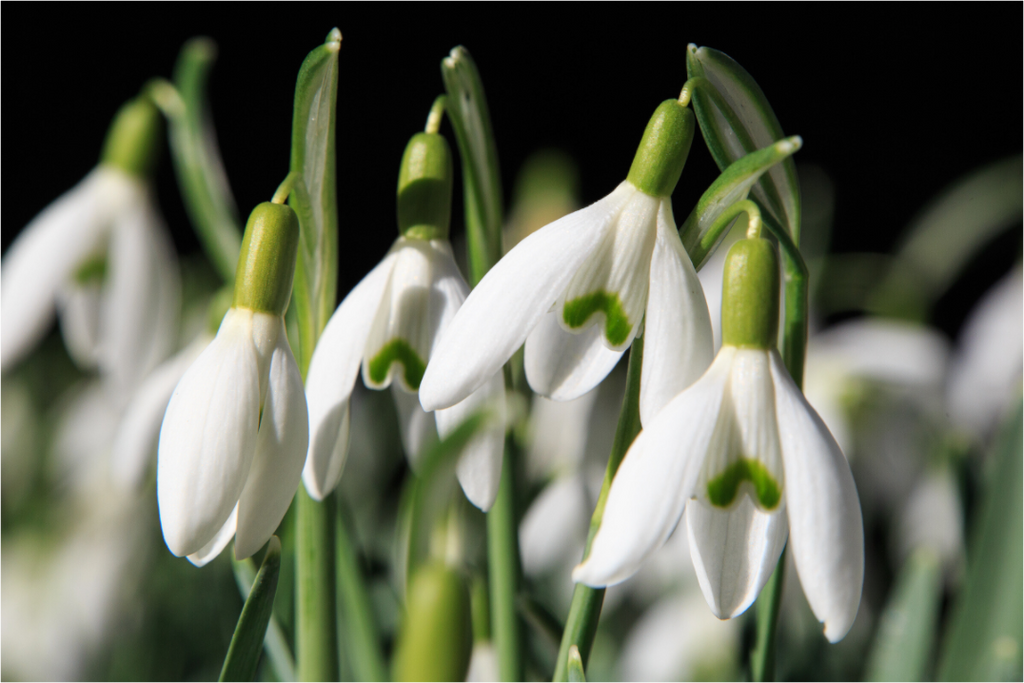 Main image Schneeglöckchen – Erste Frühlingsboten