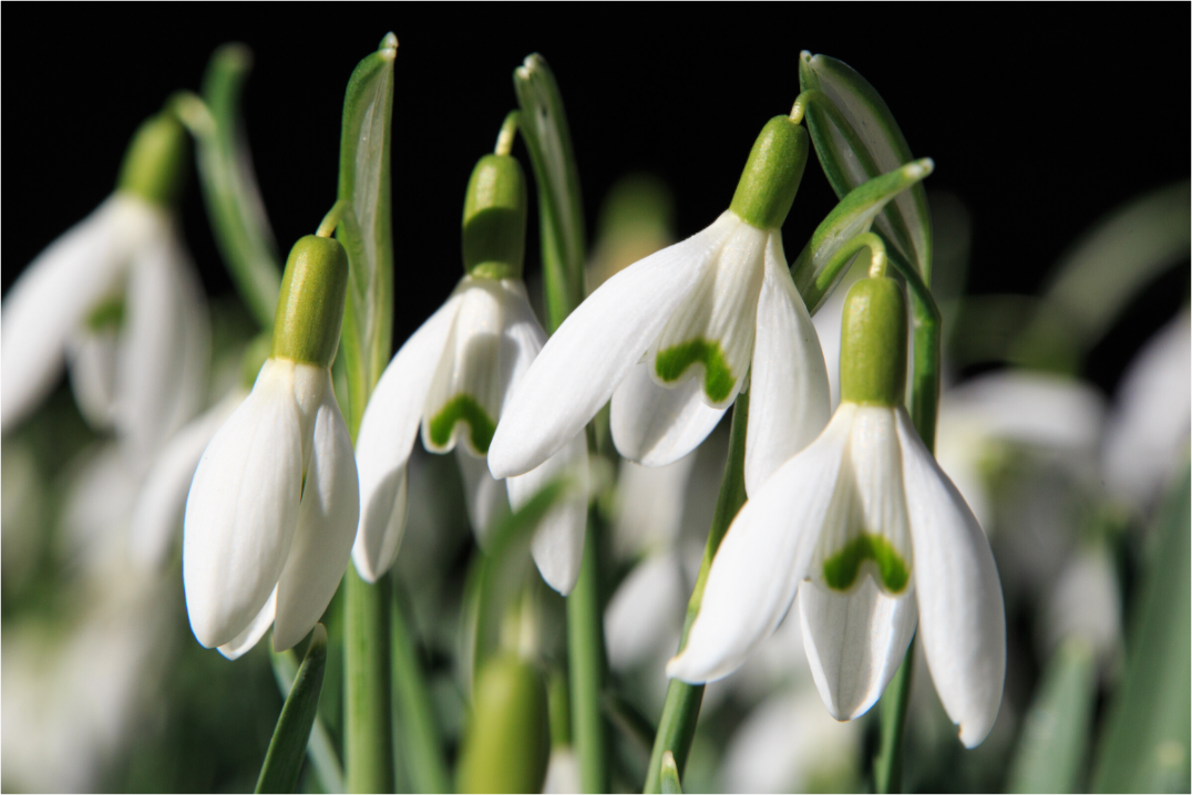 Main image Schneeglöckchen – Erste Frühlingsboten