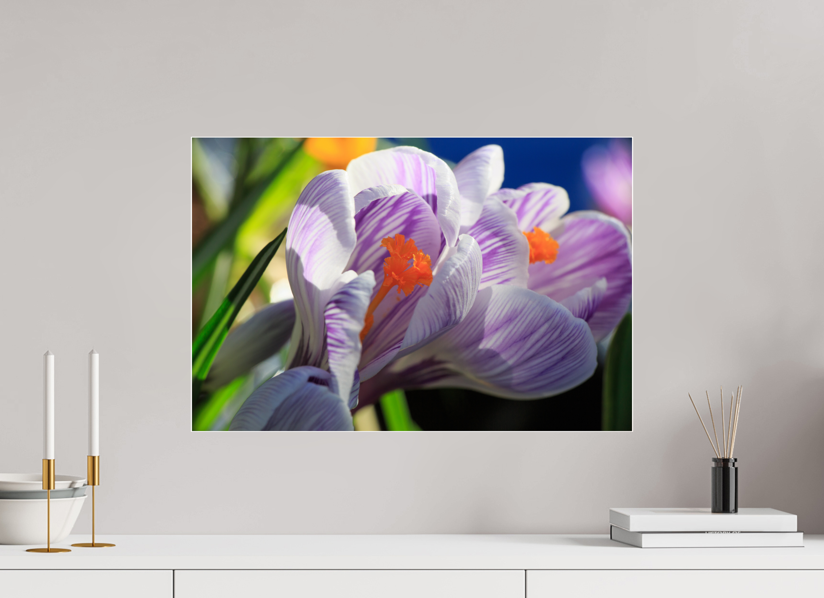 60 x 40 cm, Foto-Abzug Acrylglas 4 mm glänzend Im Sonnenkuss: Krokusblüte im leuchtenden Lichtspiel