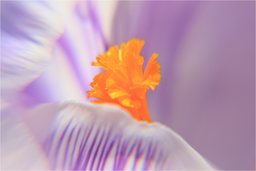 Main image Das Herz des Krokus: Schärfe auf Lila