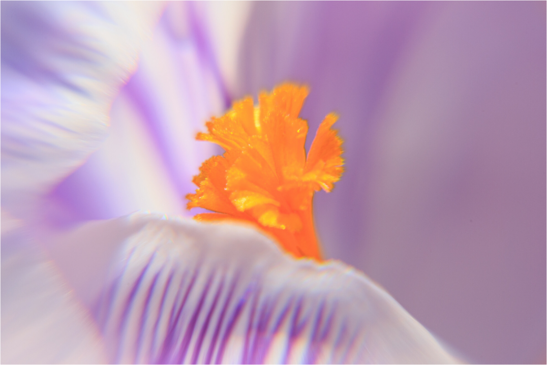 Main image Das Herz des Krokus: Schärfe auf Lila