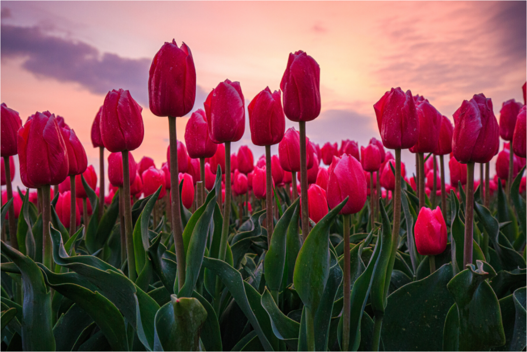Main image Glutrot am Horizont: Magie des Tulpenfelds im Abendlicht