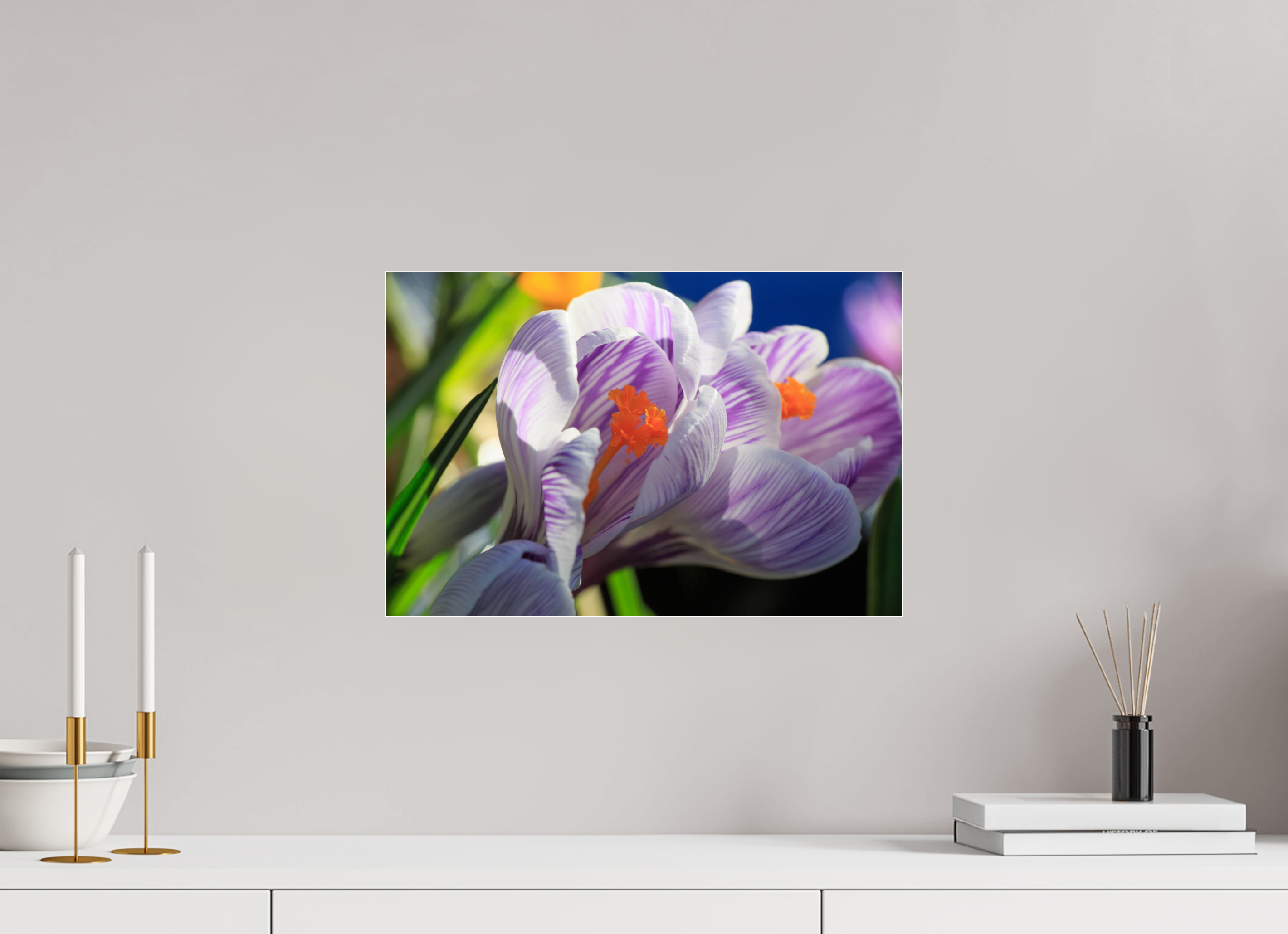 45 x 30 cm, Foto-Abzug Acrylglas 4 mm glänzend Im Sonnenkuss: Krokusblüte im leuchtenden Lichtspiel