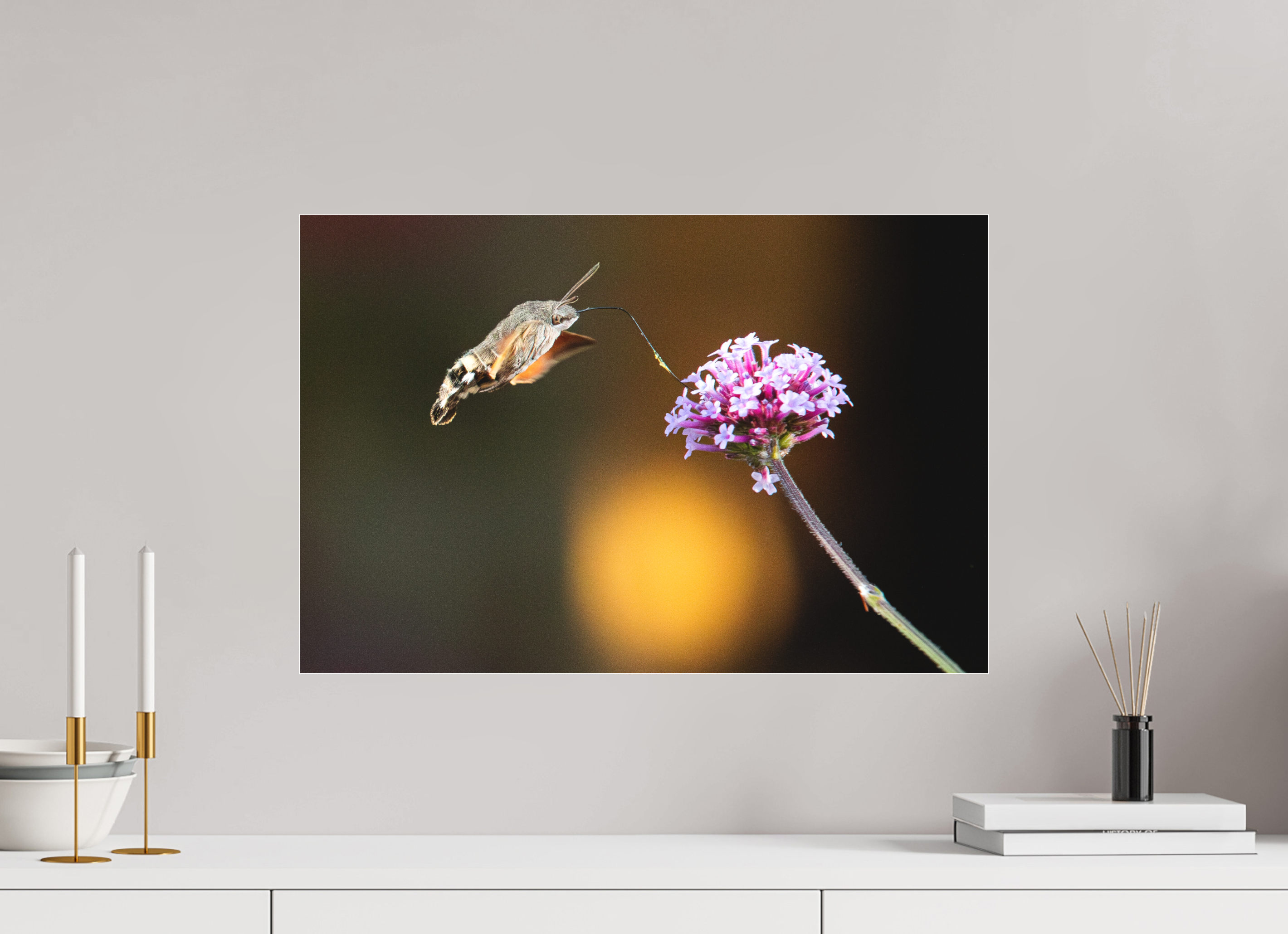 60 x 40 cm, Foto-Abzug hinter Acrylglas 3 mm matt Taubenschwänzchen