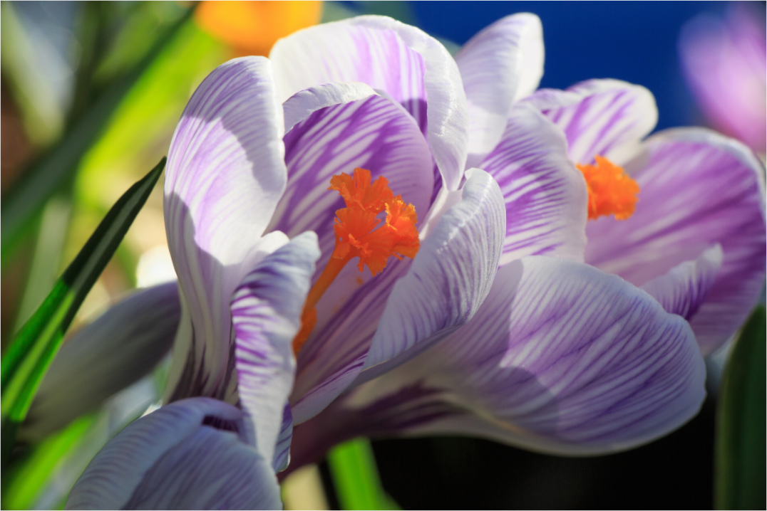 Main image Im Sonnenkuss: Krokusblüte im leuchtenden Lichtspiel