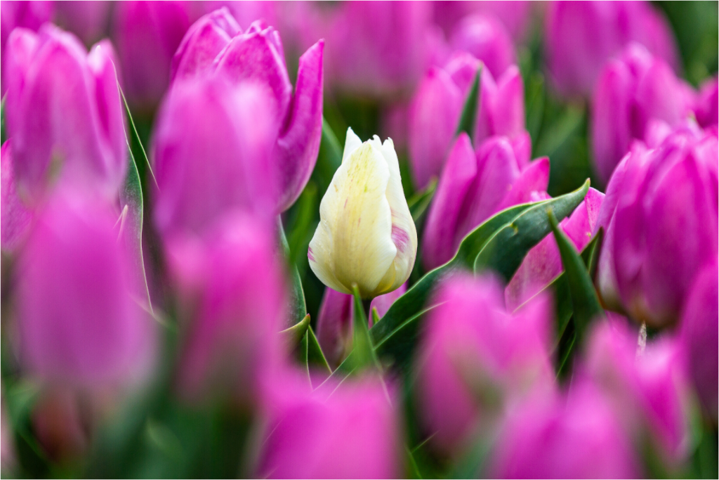 Main image Der helle Moment in Violett