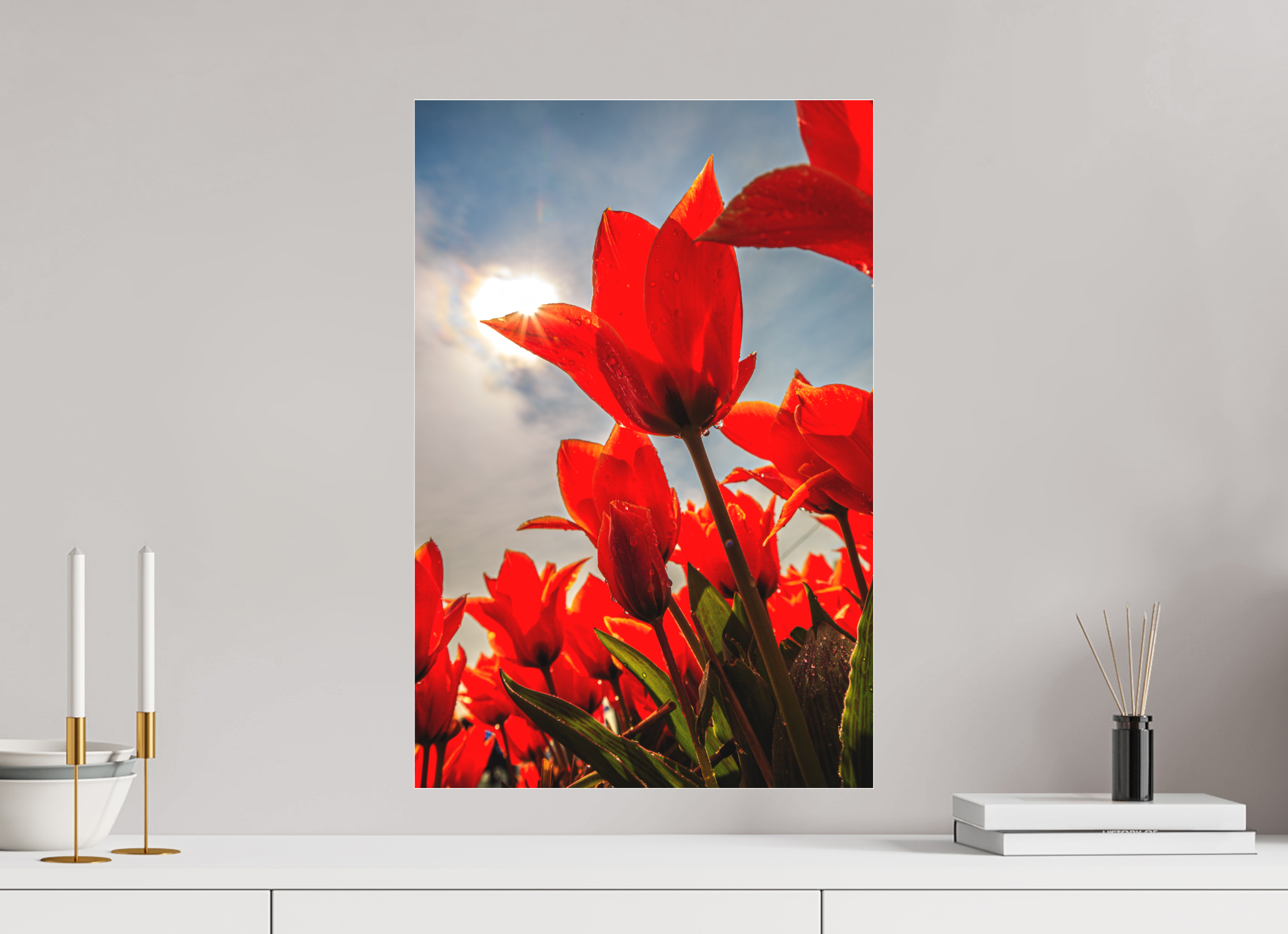 40 x 60 cm, Foto-Abzug hinter Acrylglas 3 mm matt Leuchtende Kelche: Offene Tulpen im Sonnenlicht