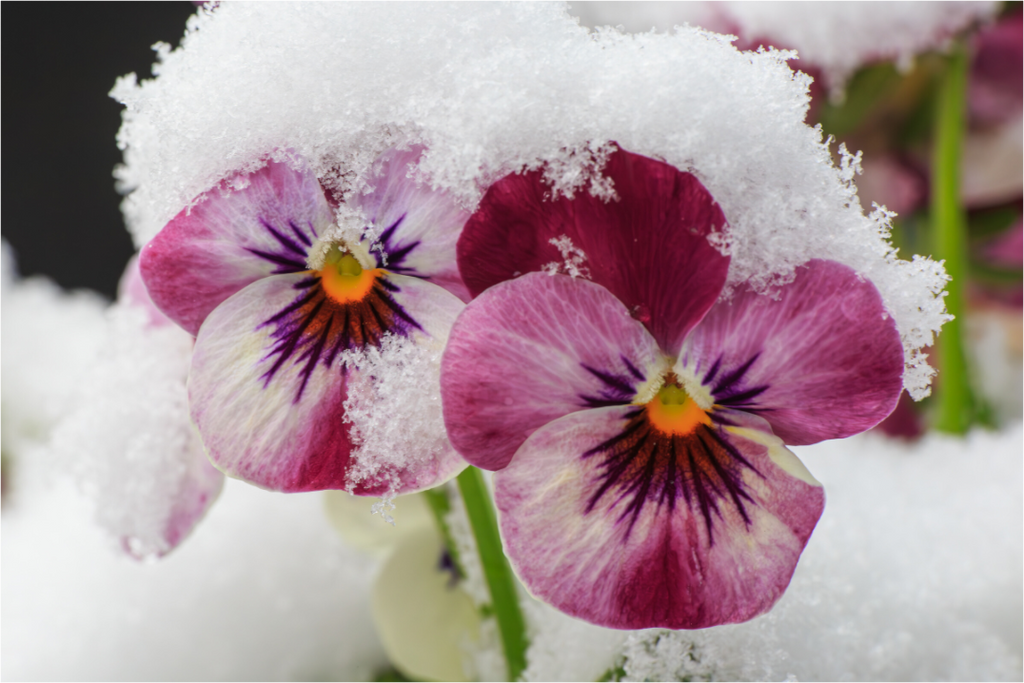 Main image Winterzauber: Veilchenblüte mit glitzernden Eiskristallen