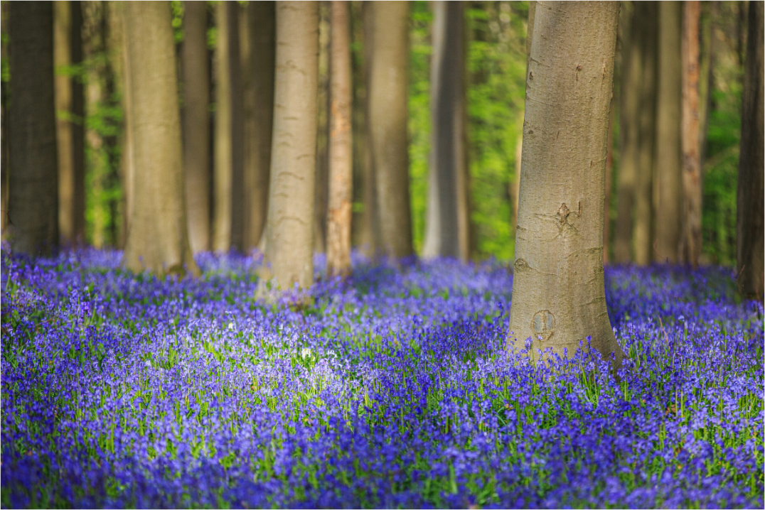 Main image Mystischer Frühlingswald – Tanz des Lichts über blauem Blütenmeer
