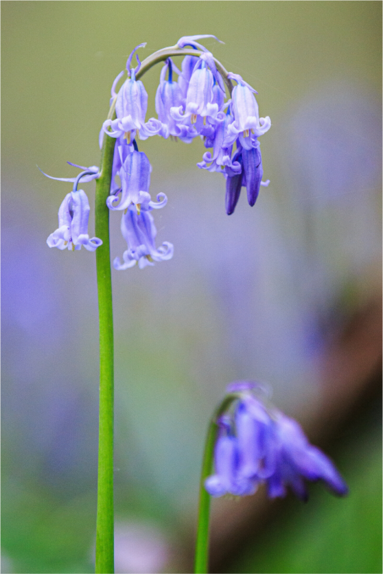 Main image Zarte Poesie: Hasenglöckchen im Bokeh-Fokus