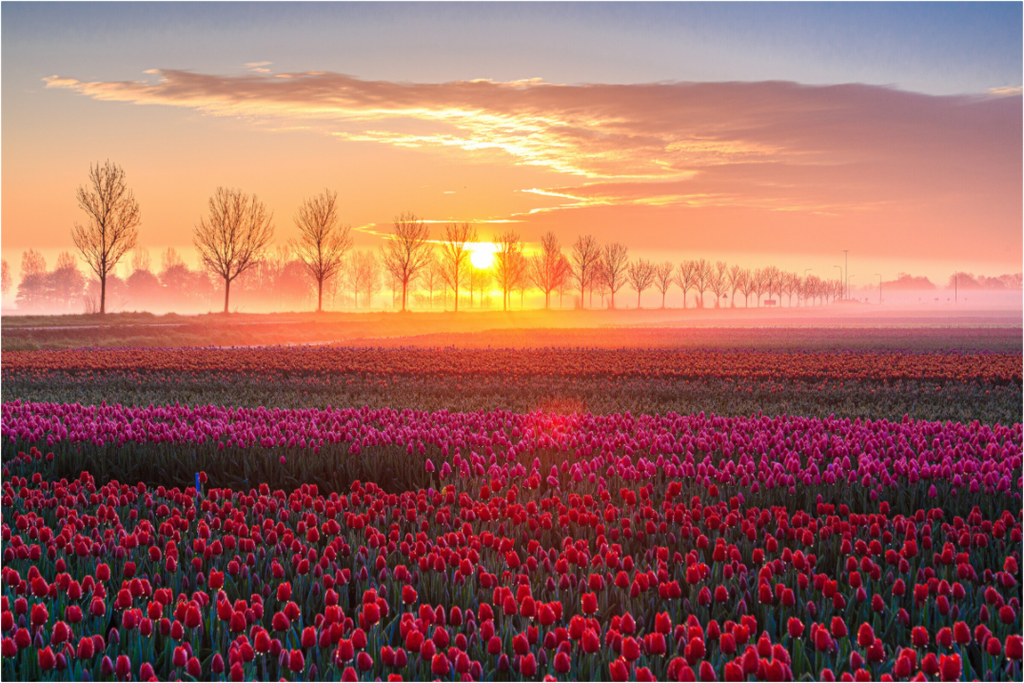 Main image Sonnenaufgang über dem Tulpfenfeld
