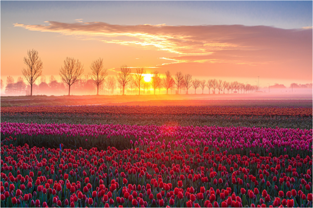 Main image Sonnenaufgang über dem Tulpfenfeld