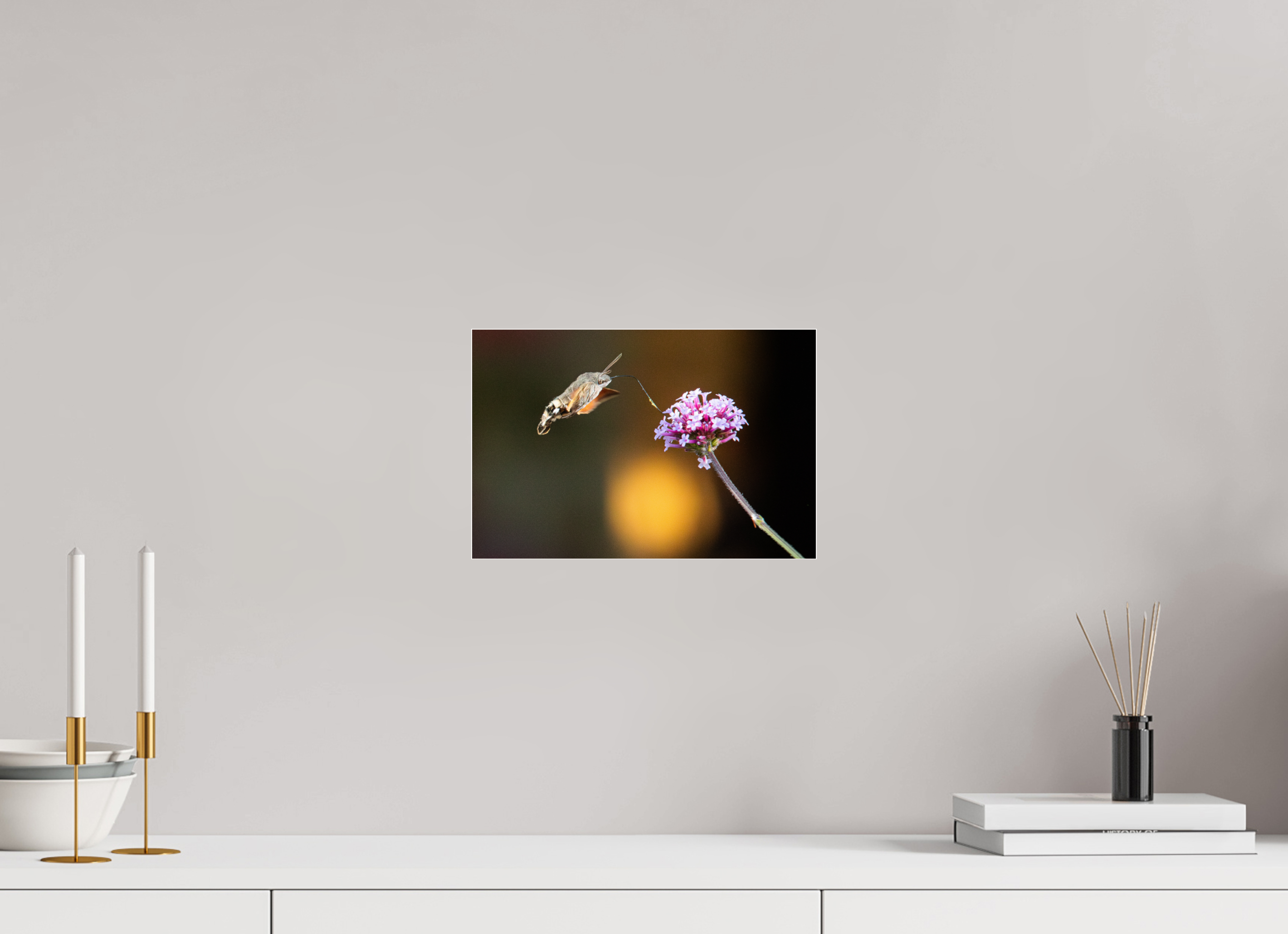 30 x 20 cm, Acrylglas 4 mm glänzend Taubenschwänzchen