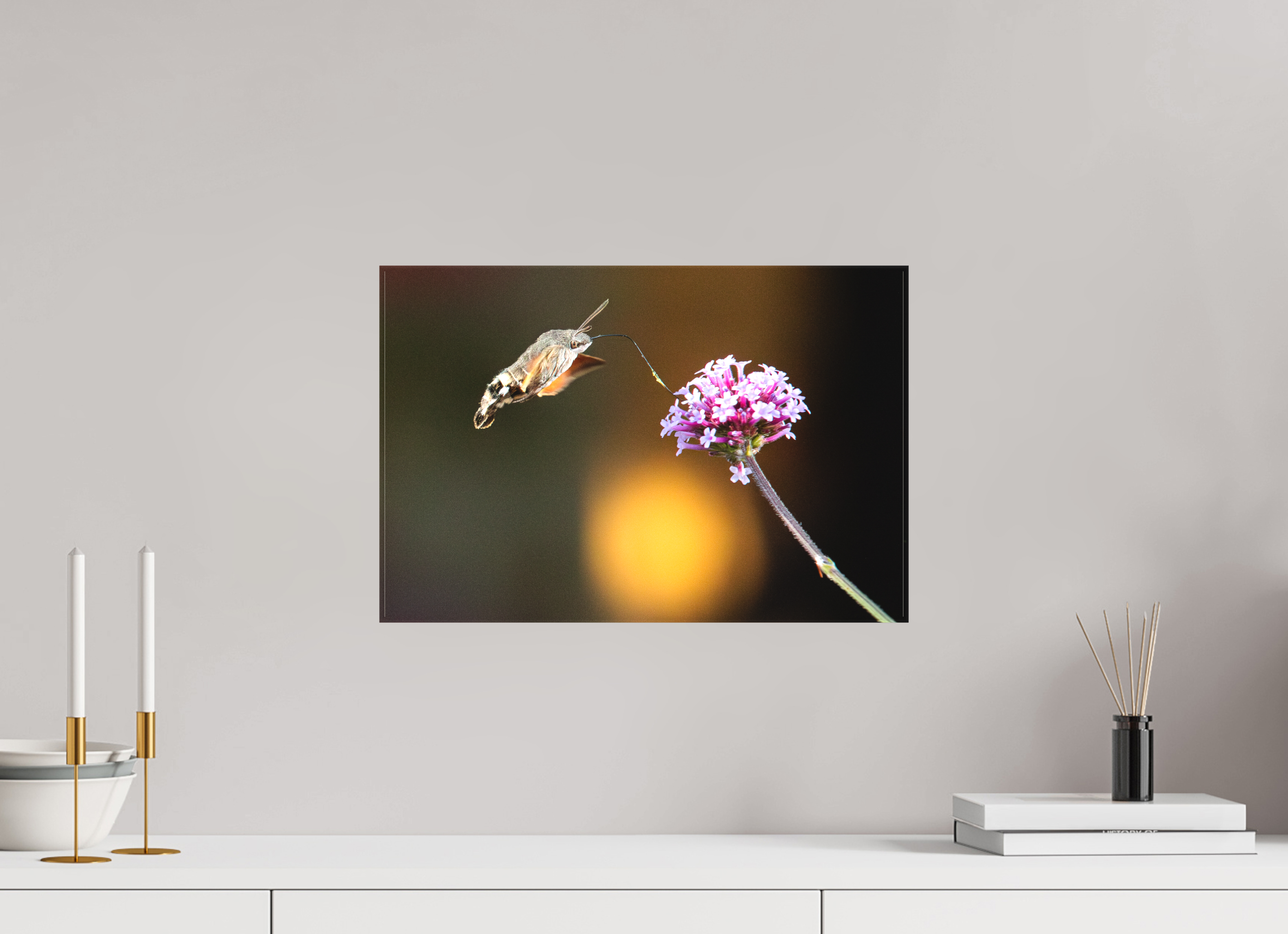 45 x 30 cm, Foto-Leinwand matt Taubenschwänzchen