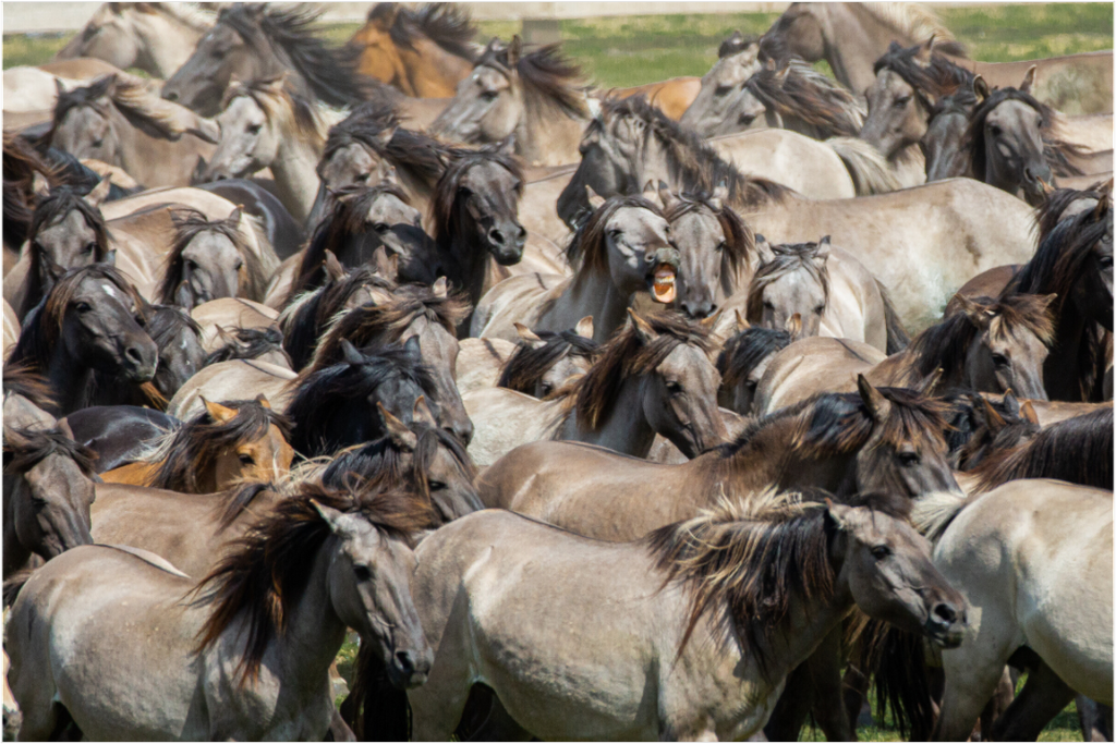 Main image Wieherndes Wildpferd