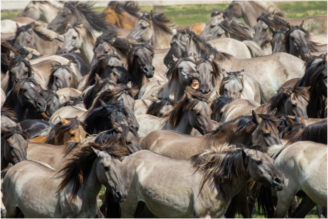 Main image Wieherndes Wildpferd