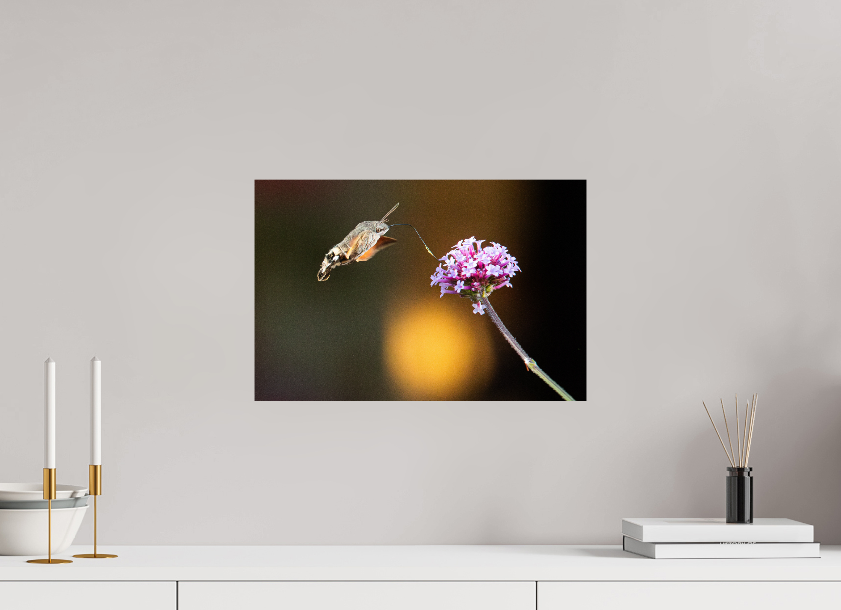 45 x 30 cm, Photo Print On Fuji Crystal DP II Taubenschwänzchen